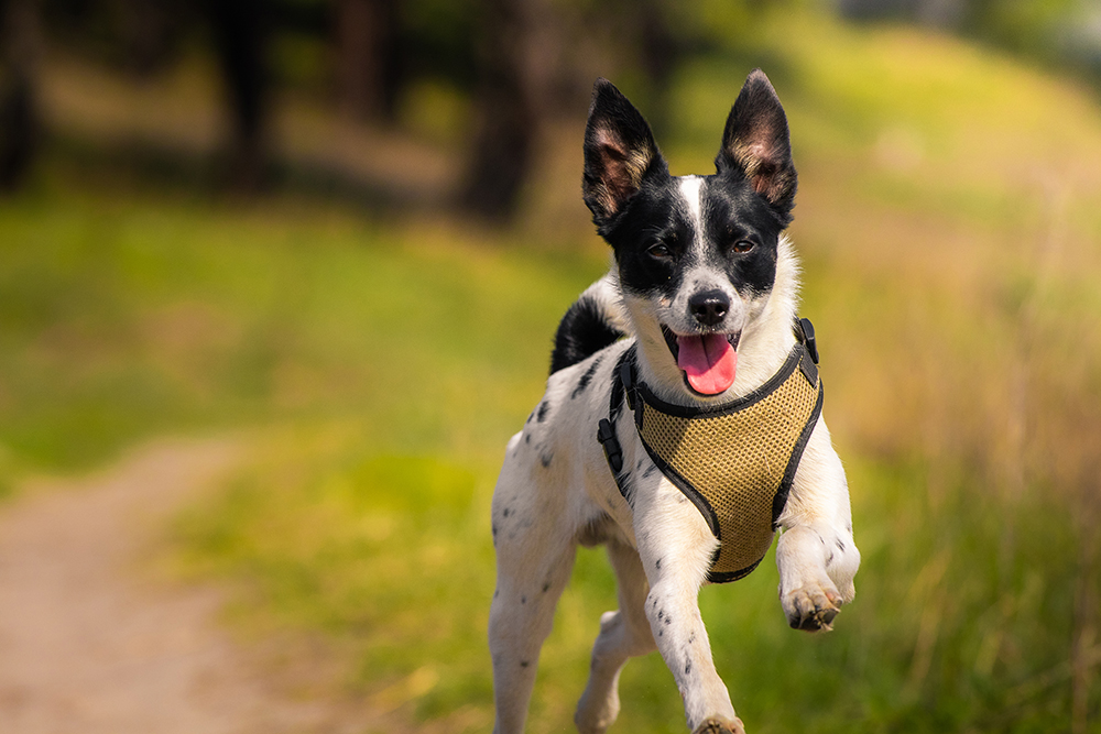 Exercise and Fitness for Dogs