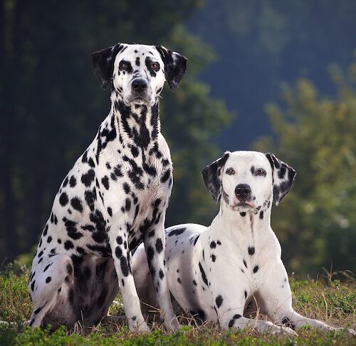 Dalmatian